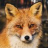 Фото профиля Urban Fox