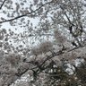 スノン profil fotoğrafı