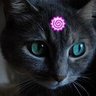 💜お花💜岸派やん🤘🤘🖤🐈️ 的头像