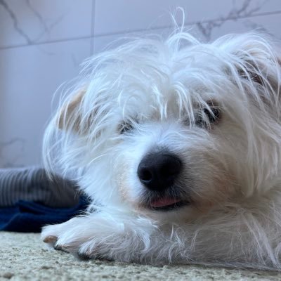 __yooooooong's profile picture