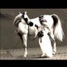 ابوفهد profil fotoğrafı