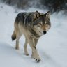 Profilbild von Lone Wolf