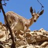 פסיכופת העברית 🎗️🇮🇱 profil fotoğrafı