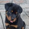 Profilbild von shadow
