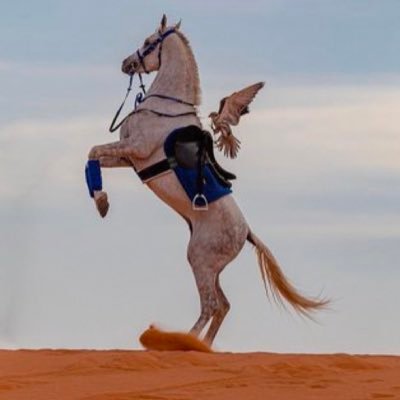 tfasil's profile picture