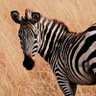 AB36200 profil fotoğrafı