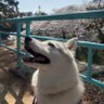 しゃるむ 的头像