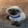 Kaczer's profile picture