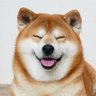 Profilbild von もふもふわんこ