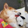 Profilbild von 柴ワンコ915