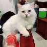 oHshIT profil fotoğrafı