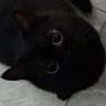 LMSH profil fotoğrafı