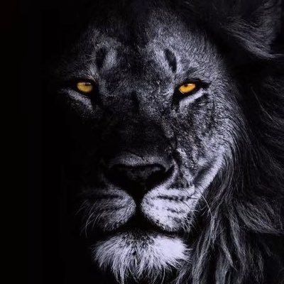 狮子哥's profile picture