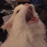 Marko's profile picture