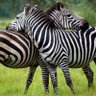 Blackstripe safaris's profile picture