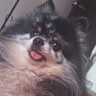 Fern The Fox's profile picture
