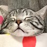 藤田二コランジル's profile picture