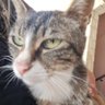 catlover1403's profile picture