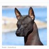 Naiche's profile picture