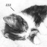 Profilbild von Nori miow