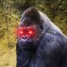 Profilbild von GoriNasX