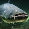 Profilbild von Giant catfish (REAL)