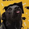 Profilbild von SkeppyBeenus