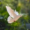 Asᴄᴇɴᴅ 🕊 的头像