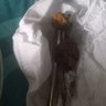तापश नायक 🇮🇳 profil fotoğrafı