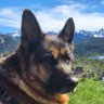 Zawrat Owczar's profile picture