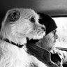 Gilles Rolland's profile picture