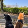 黒柴の母ちゃん🐾's profile picture