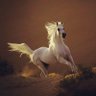 مُتْرَفة profil fotoğrafı
