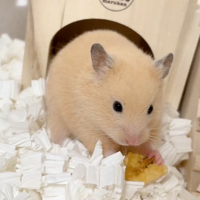 ham_KOROMO's profile picture