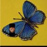 Profilbild von El🦋🦋🦋🕊🕊🕊 🎗🧡🧡🧡🇺🇦