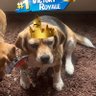 VoidFrank.Fv 的头像