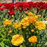 Фото профиля ミルあけ