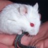 Profilbild von mirithehamster1