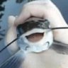 SarcasticFish profil fotoğrafı