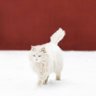 oser's profile picture