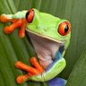 Chemtrail Tainted Frog 的头像