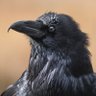 Crow 🇫🇷 🇺🇸 的头像
