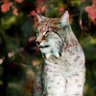 老猫 profil fotoğrafı
