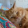 Mewshirebathaway profil fotoğrafı