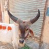 Shabbir Ahmed's profile picture