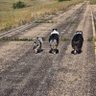 3 Aussies profil fotoğrafı