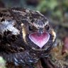 Фото профиля nightjar