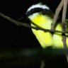 AnnCole profil fotoğrafı