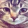 Meaw 的头像