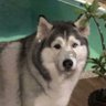 Profilbild von Vault